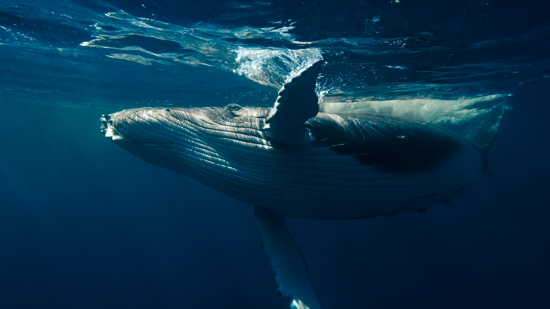 A humpback whale swims just below the surface of deep blue ocean water, with sunlight illuminating its back and flipper.