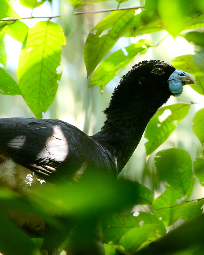 A black bird with a blue wattle stands among green leaves in a sunlit forest setting.