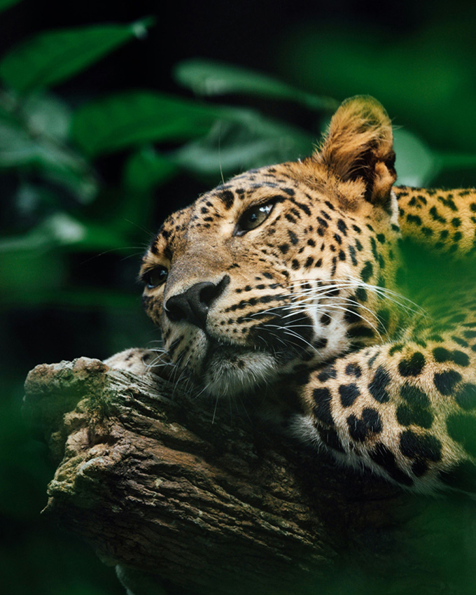 A leopard rests its head on a tree branch, surrounded by green foliage, gazing calmly into the distance.