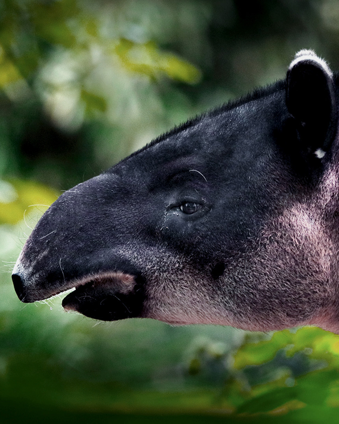 A close-up side view of a Malayan tapir's head, showing its distinctive black and white coloration and short trunk, with blurred greenery in the background.
